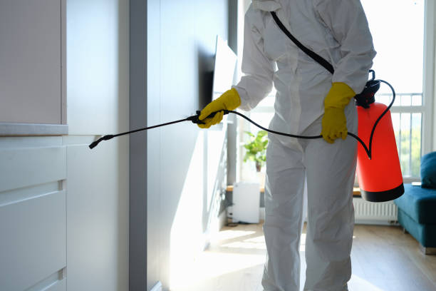 Best White Mold Remediation in Rose, LA